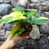 Kép 3/8 - Syngonium podophyllum 'Aurea'