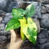 Kép 4/8 - Syngonium podophyllum 'Aurea'