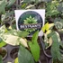 Kép 1/8 - Syngonium podophyllum 'Aurea'
