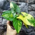 Kép 5/8 - Syngonium podophyllum 'Aurea'
