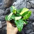 Kép 6/8 - Syngonium podophyllum 'Aurea'