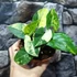 Kép 7/8 - Syngonium podophyllum 'Aurea'