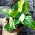 Kép 8/8 - Syngonium podophyllum 'Aurea'