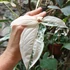 Kép 4/7 - Syngonium podophyllum albo 'Variegata' levél nélküli vágott dugvány