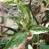 Kép 7/7 - Syngonium podophyllum albo 'Variegata' levél nélküli vágott dugvány