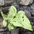 Kép 1/4 - Syngonium 'Hungarian White' levél nélküli vágott dugvány