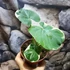 Kép 3/7 - Xanthosoma sagittifolium 'Mickey Mouse'