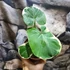 Kép 4/7 - Xanthosoma sagittifolium 'Mickey Mouse'