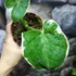 Kép 5/7 - Xanthosoma sagittifolium 'Mickey Mouse'