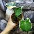 Kép 6/7 - Xanthosoma sagittifolium 'Mickey Mouse'