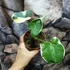Kép 7/7 - Xanthosoma sagittifolium 'Mickey Mouse'