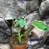 Kép 2/7 - Xanthosoma sagittifolium 'Mickey Mouse'