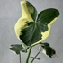 Kép 1/7 - Xanthosoma sagittifolium 'Mickey Mouse'