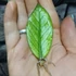 Kép 5/5 - Zamioculcas zamiifolia 'Chameleon' levéldugvány