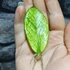 Kép 2/5 - Zamioculcas zamiifolia 'Chameleon' levéldugvány