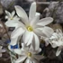 Kép 4/10 - Magnolia stellata