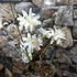 Kép 3/10 - Magnolia stellata