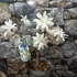 Kép 2/10 - Magnolia stellata