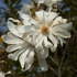 Kép 1/10 - Magnolia stellata