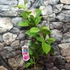 Kép 2/8 - Magnolia 'Cleopatra' / bíborlila liliomfa