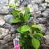 Kép 3/8 - Magnolia 'Cleopatra' / bíborlila liliomfa