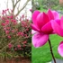 Kép 1/8 - Magnolia 'Cleopatra' / bíborlila liliomfa