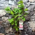 Kép 4/8 - Magnolia 'Satisfaction' – liliomfa
