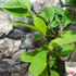 Kép 3/8 - Magnolia 'Satisfaction' – liliomfa