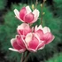 Kép 1/5 - Magnolia 'Satisfaction' – liliomfa