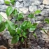 Kép 2/8 - Magnolia 'Black Beauty' – liliomfa