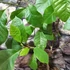 Kép 3/8 - Magnolia 'Black Beauty' – liliomfa
