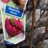 Kép 7/7 - Magnolia 'Genie' / bíborpiros liliomfa