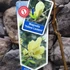 Kép 5/5 - Magnolia 'Yellow Lantern' - sárga virágú liliomfa