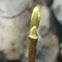 Kép 3/5 - Magnolia 'Yellow Lantern' - sárga virágú liliomfa