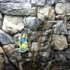 Kép 2/5 - Magnolia 'Yellow Lantern' - sárga virágú liliomfa