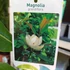 Kép 9/10 - Magnolia grandiflora – örökzöld liliomfa