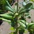 Kép 4/10 - Magnolia grandiflora – örökzöld liliomfa