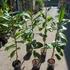 Kép 2/10 - Magnolia grandiflora – örökzöld liliomfa