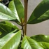 Kép 6/10 - Magnolia grandiflora – örökzöld liliomfa