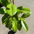 Kép 7/10 - Magnolia grandiflora – örökzöld liliomfa