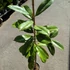 Kép 8/10 - Magnolia grandiflora – örökzöld liliomfa