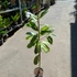 Kép 3/10 - Magnolia grandiflora – örökzöld liliomfa