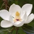 Kép 1/10 - Magnolia grandiflora – örökzöld liliomfa
