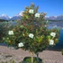 Kép 10/10 - Magnolia grandiflora – örökzöld liliomfa