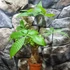 Kép 2/5 - Pachira aquatica - vadkakaó