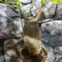Kép 4/5 - Pachira aquatica - vadkakaó