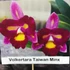 Kép 1/4 - Volkertara Taiwan Minx
