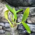 Kép 3/5 - Cattleya (MYC) Rios Little Treasure