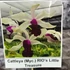 Kép 1/5 - Cattleya (MYC) Rios Little Treasure
