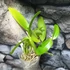 Kép 4/5 - Cattleya (MYC) Rios Little Treasure